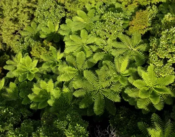 Fougères nature plantes paysage